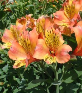 alstroemeria