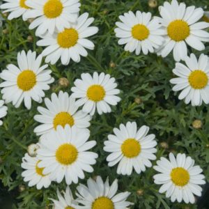 anthemis