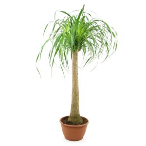 Beaucarnea, Plante verte d'intérieur