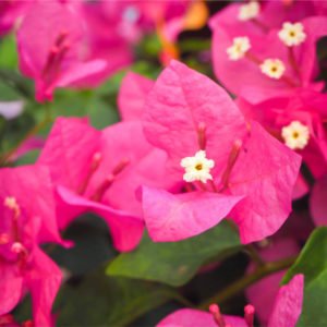 bougainvillea