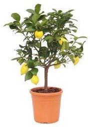 citronnier
