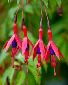 fuchsia