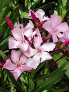 nerium-laurier-rose