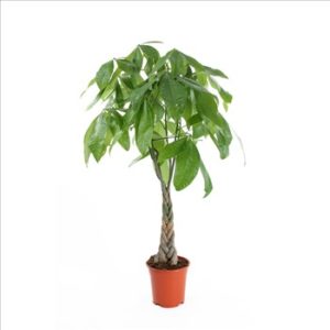 Pachira Aquatica - Plante verte d'intérieur