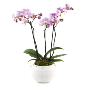 Phalaenopsis 3 tiges - Orchidée