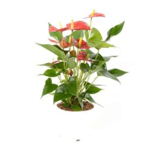 anthurium-andreanum