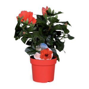 hibiscus