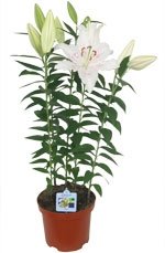 lys-orientalis