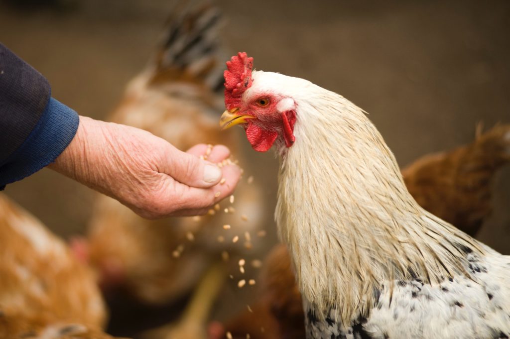 sam-le-jardinier-vente-poules-accessoires-aliments-animaux-ancenis