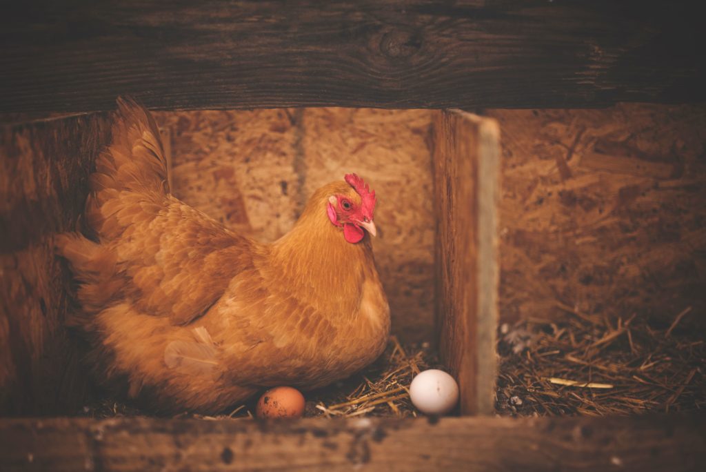 sam-le-jardinier-vente-poules-accessoires-aliments-animaux-ancenis