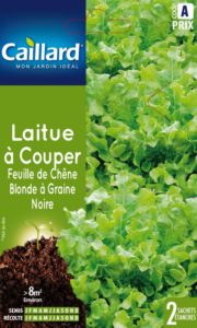 laitue-a-couper-feuille-de-chene-blonde-a-graine-noire
