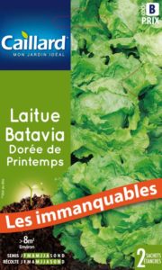 laitue-batavia-doree-de-printemps