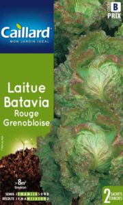 laitue-batavia-rouge-grenobloise