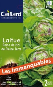 laitue-reine-de-mai-de-pleine-terre